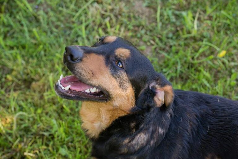 Grinsebacke BRAVEHEART sucht Zuhause
