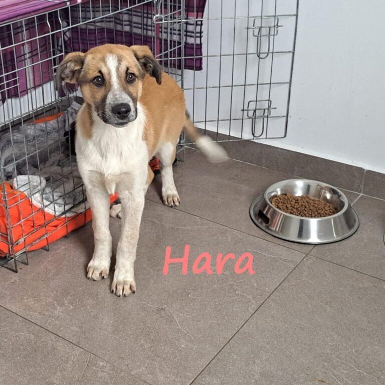 Hara liebe hübsche Hündin 10/24 GRC
