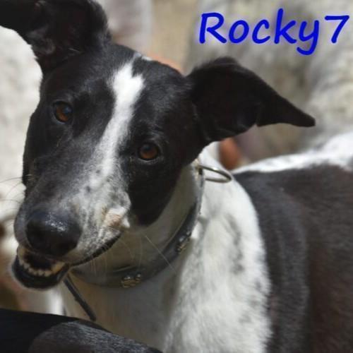 Rocky7 kuschelig sozial 02/23 ESP