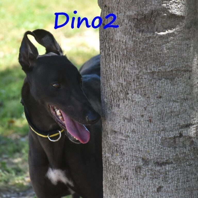 Dino2 verschmuster Galgo Ingles 03/22 ES