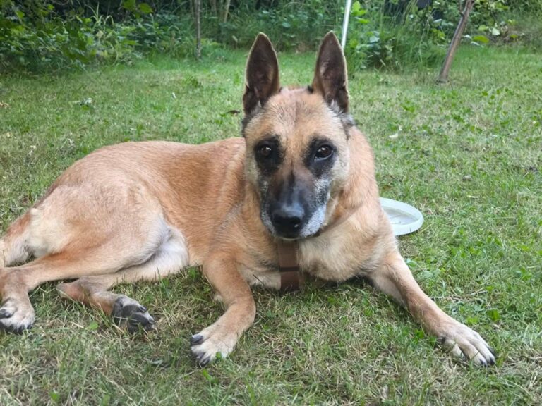 ‼️ Dringende NOTFALLHÜNDIN RUBY ‼️