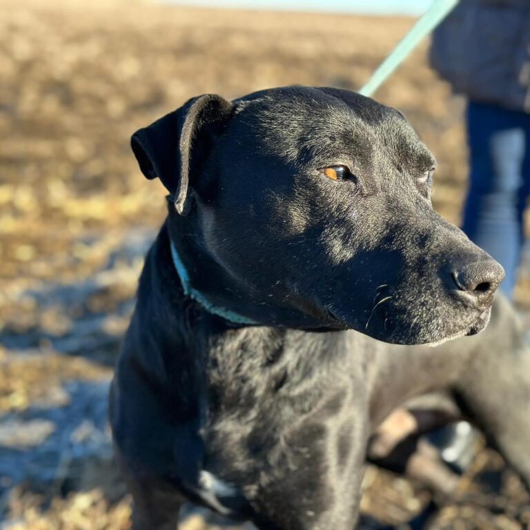 BRUNO (*2018) sucht die Liebe ♥️