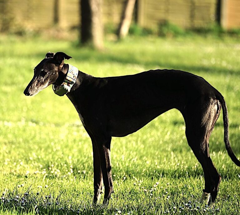 Canelita, freundliche ältere Galga