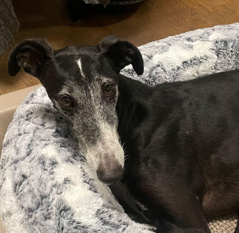 Rosendo, hübscher , älterer Galgo
