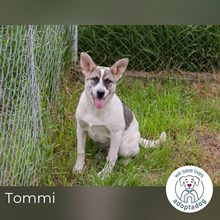 Tommi: Hundekind möchte durchstarten