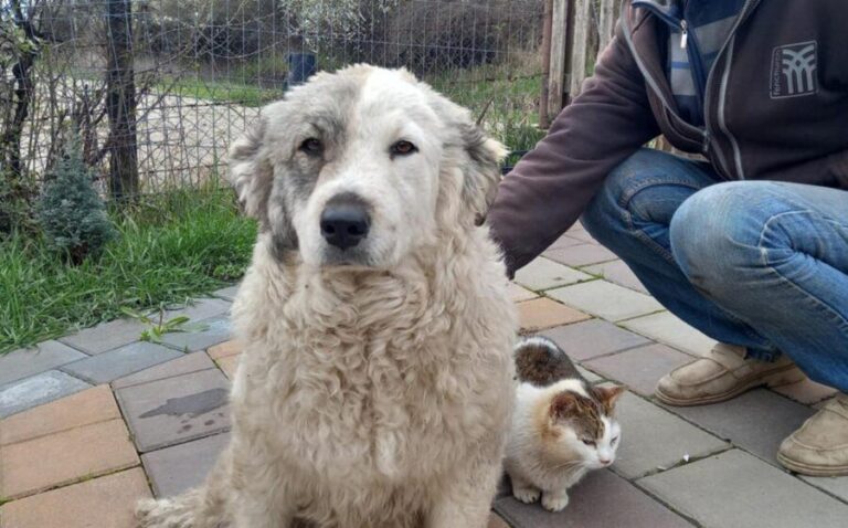 Welpenkind Lana sucht ein Zuhause