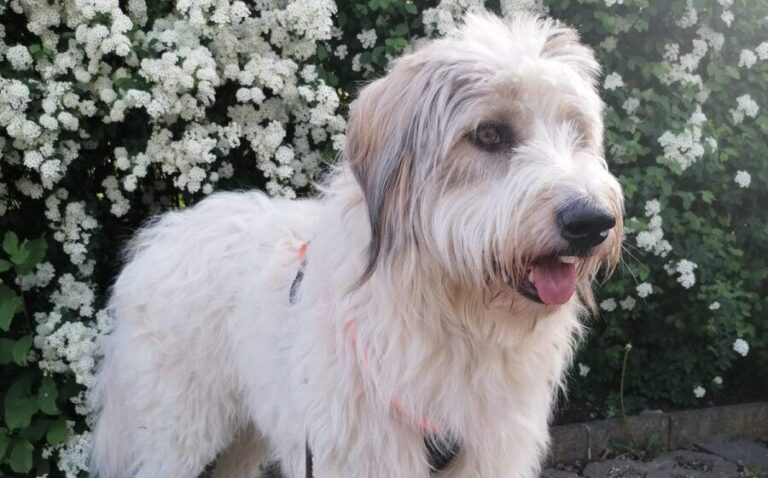 Wuschelhund Aby sucht ihre Menschen