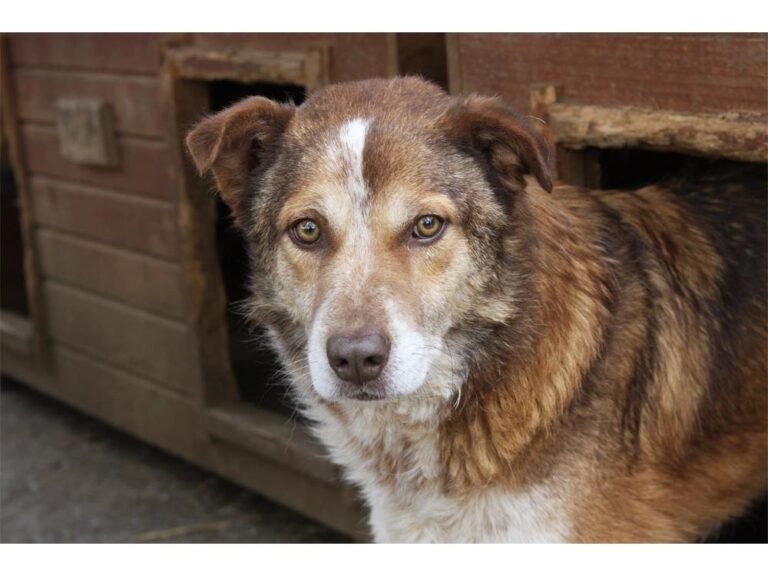 Benji – Pflegestelle oder Zuhause gesuch