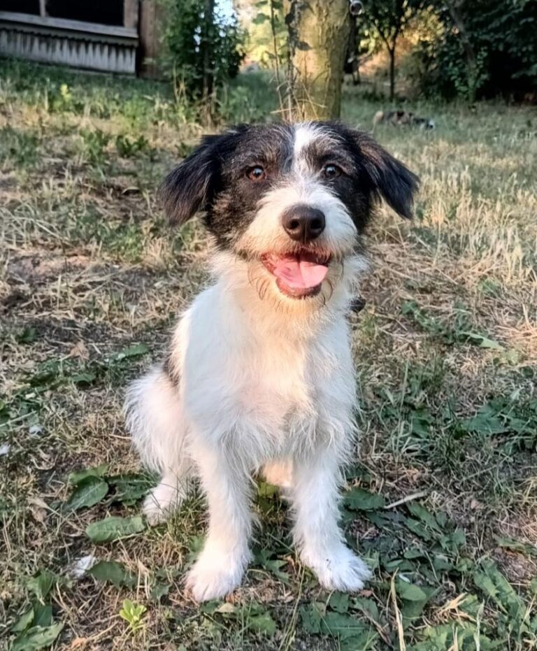 Elmo kleiner Sonnenschein auf vier 🐾
