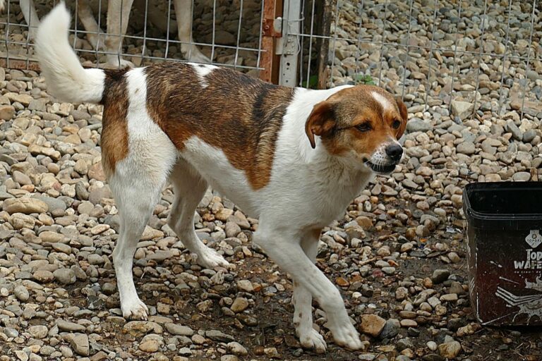 LOKI – ein -Gott zwischen den Welten-