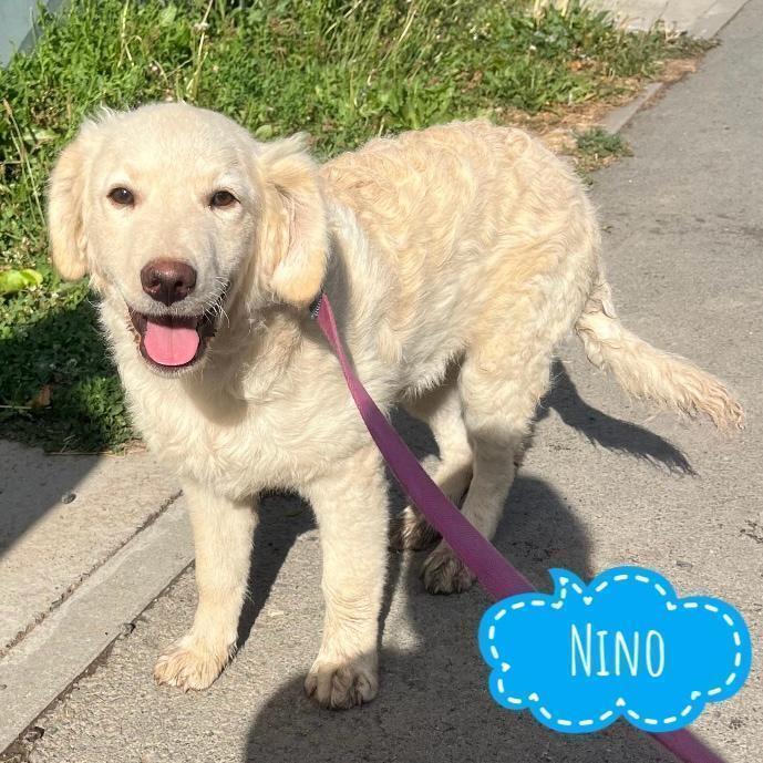Nino ein Goldschatz