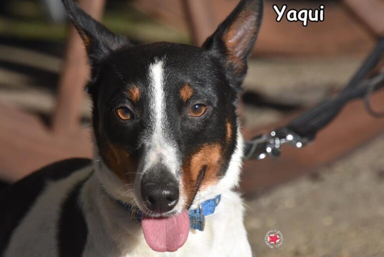 YAQUI