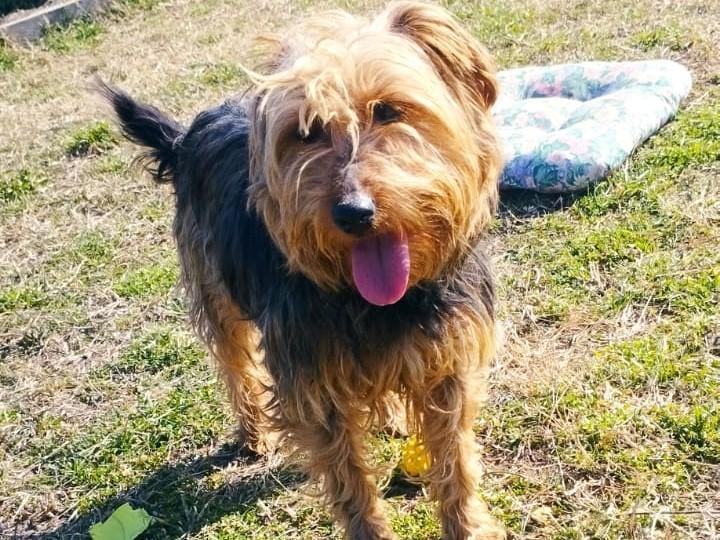 Liebenswerter Mogyi sucht euch
