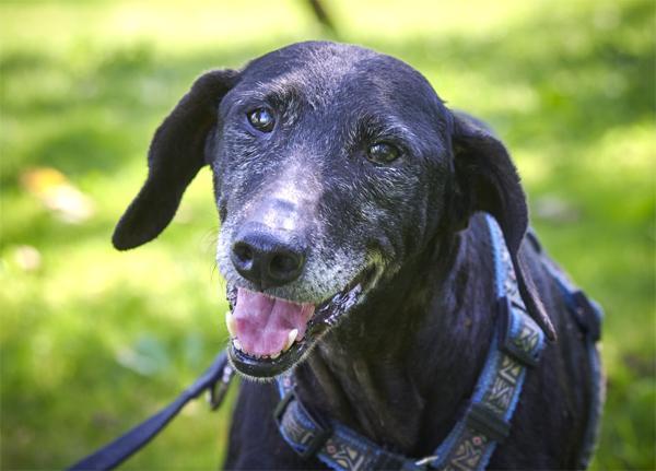 Naomi – eine zarte Hunde-Oma