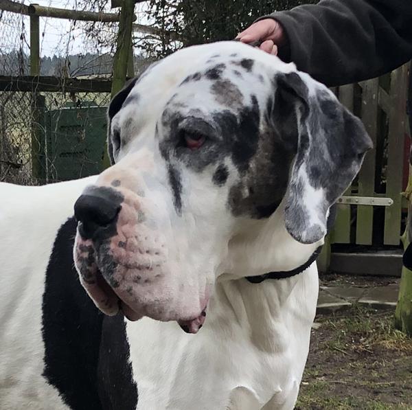 Carlo – souveräne Doggenfans gesucht