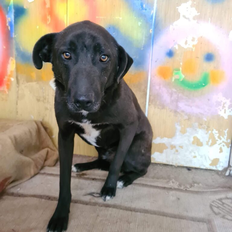BLACKY ist ruhig und sehr sensibel ♥️
