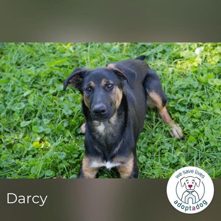 Darcy  Sensible Seele auf der Suche