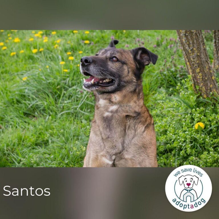 Santos: Energiebündel sucht Zuhause