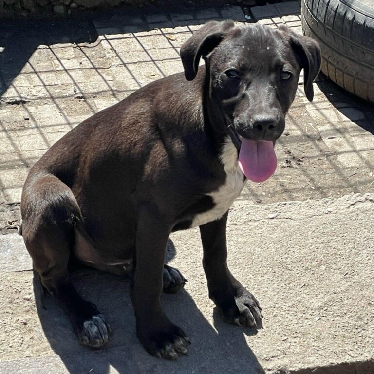 🐾Fröhlicher Welpe Blacky💫
