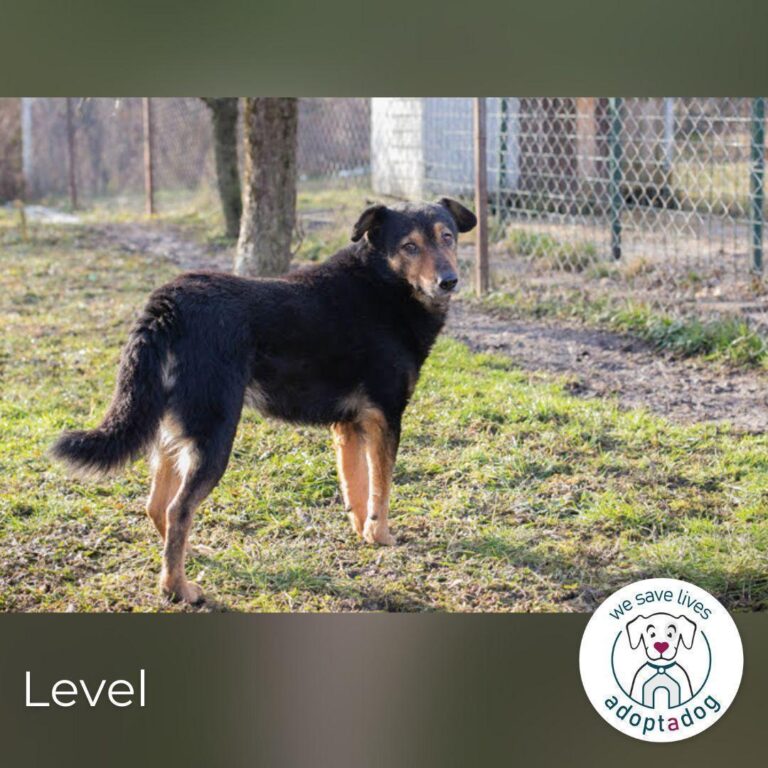 Level: Liebenswert und zurückhaltend