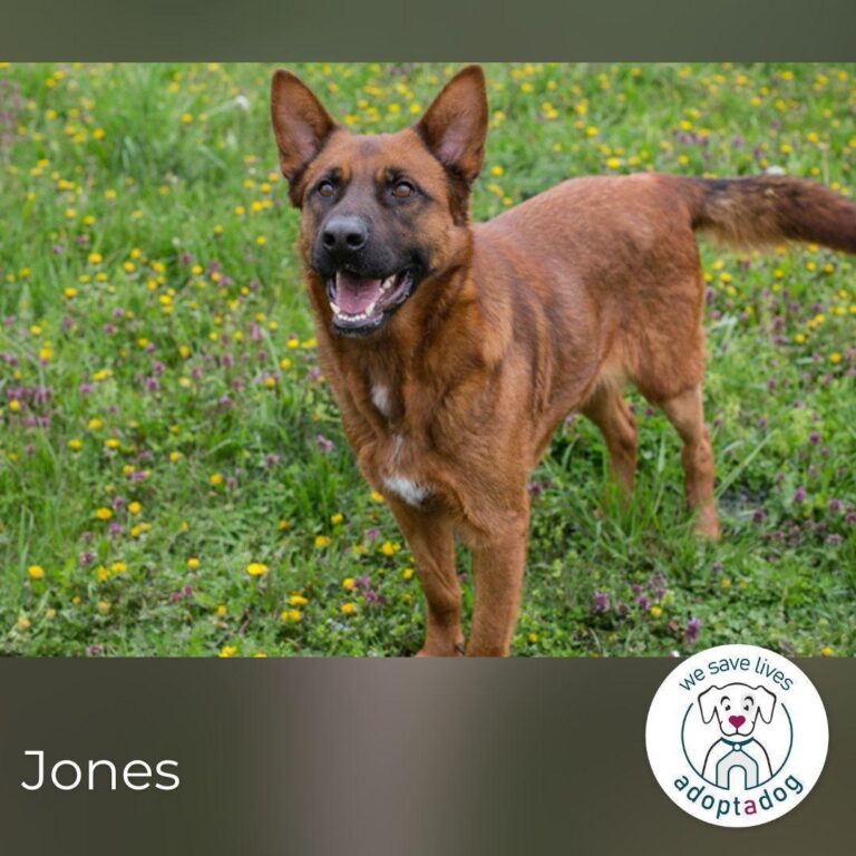 Jones: Sucht ein Zuhause