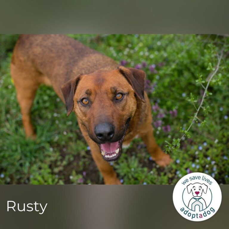 Rusty wartet auf seine Menschen