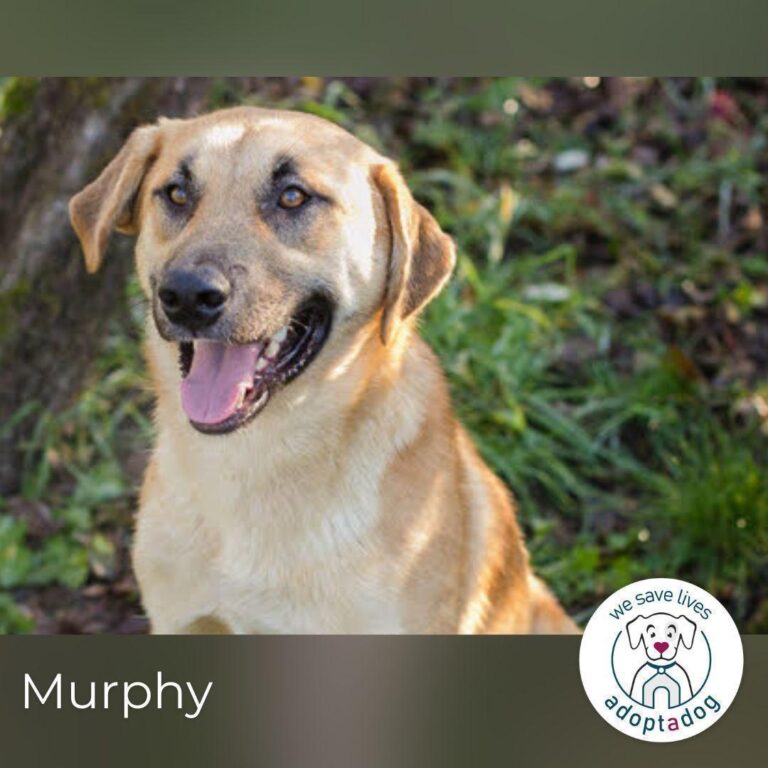 Murphy: Wirbelwind sucht ein Zuhause