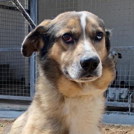 Ligero2 sucht ein Zuhause/Pflegestelle