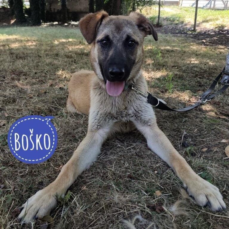 Bosko ein Schatz
