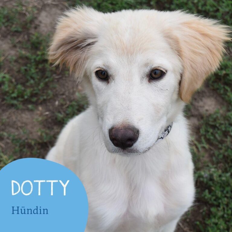 Hübsche Dotty sucht ihre Menschen