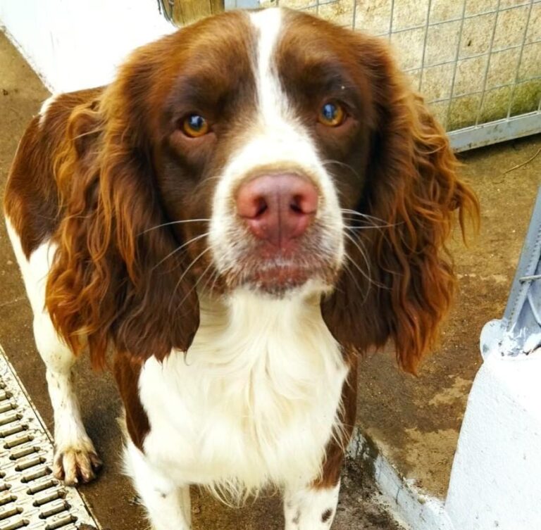 MOGLI