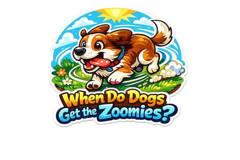 When Do Dogs Get the Zoomies?