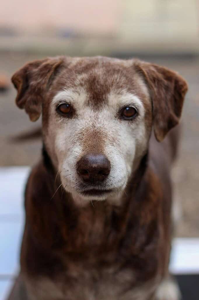A close-up portrait of an elderly Labrador Retriever with calm and wise eyes.