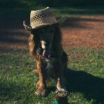 Adorable dog wearing a cowboy hat with a cup of mate on grass.