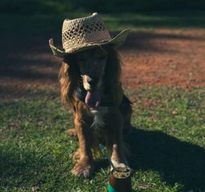Adorable dog wearing a cowboy hat with a cup of mate on grass.