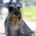 Charming Miniature Schnauzer sitting on a sidewalk, showcasing its fluffy fur and attentive expression.