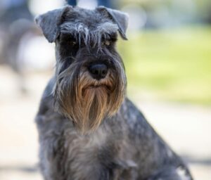 Charming Miniature Schnauzer sitting on a sidewalk, showcasing its fluffy fur and attentive expression.