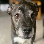 Close-up portrait of a senior dog with gentle eyes, showcasing its cute expression.