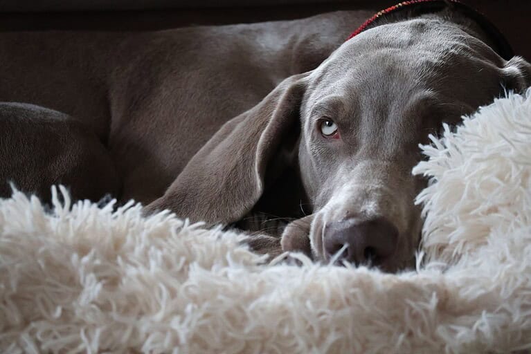 Our Dogs May Hold Answers to How Humans Age and Die