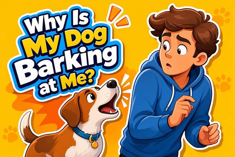 Why Is My Dog Barking at Me?