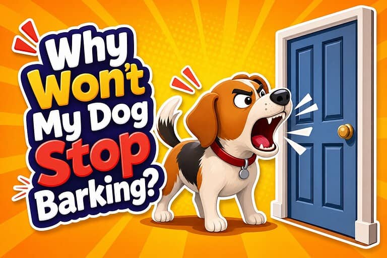 Why Won’t My Dog Stop Barking?