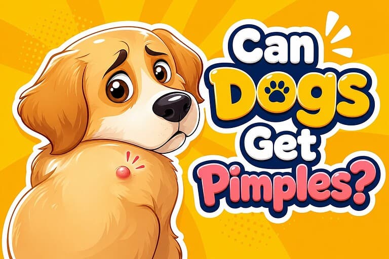 Can Dogs Get Pimples?