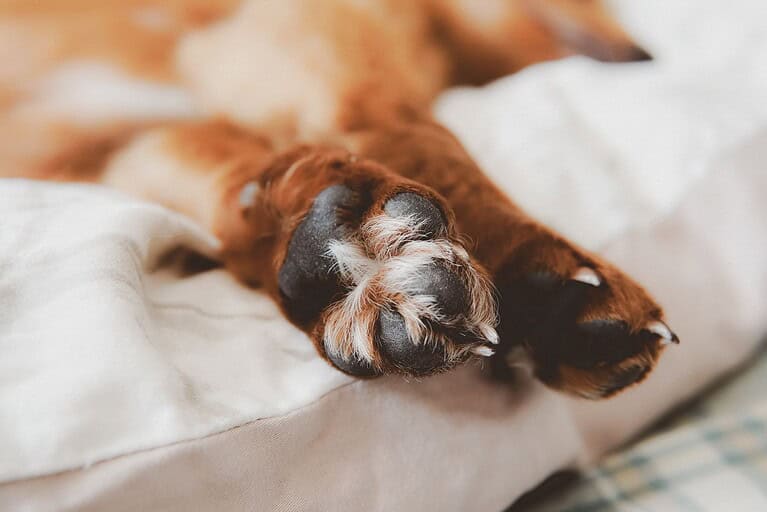 Scientists find that a dog’s paw preference may reveal clues about its emotional life