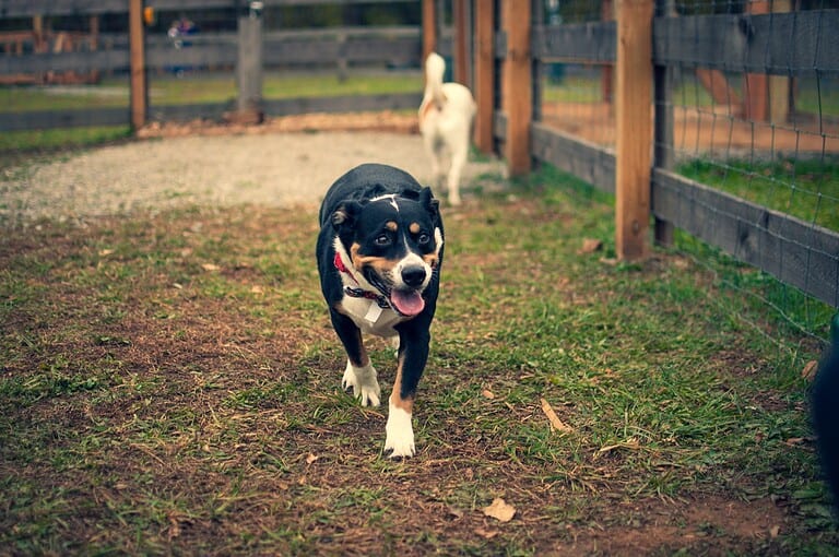 Scientists find that walking changes in dogs may signal early dementia