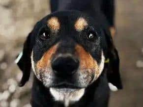 Stella-so menschenbezogene, viel zu dünne Hündin 54cm