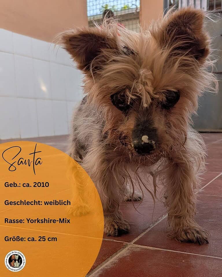 Santa, w., Yorkshire-Mix, geb. 2010, 25cm, Patenschaft ges.