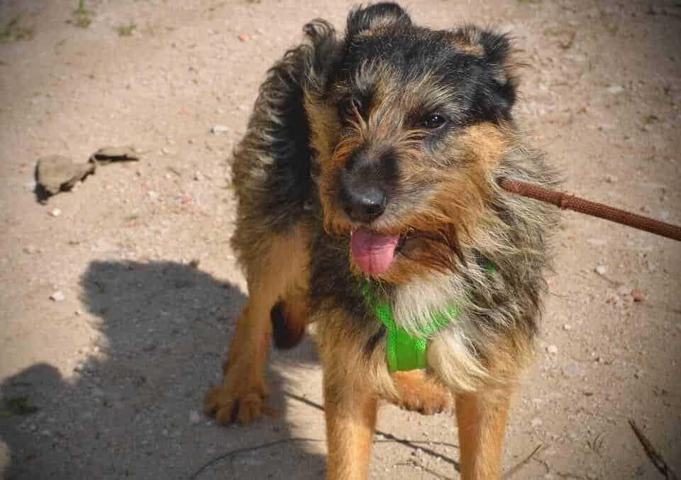 BRUNO 💙 hofft auf einen Neuanfang