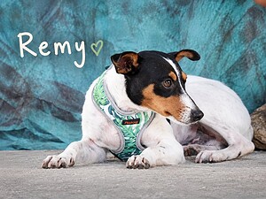 Remy hat noch nicht viel erlebt im Leben
