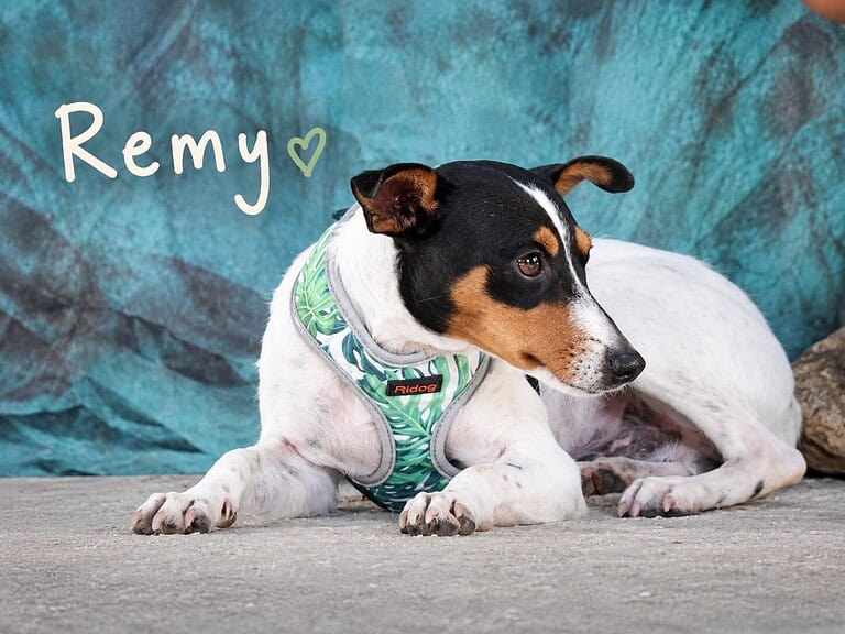 Remy hat noch nicht viel erlebt im Leben