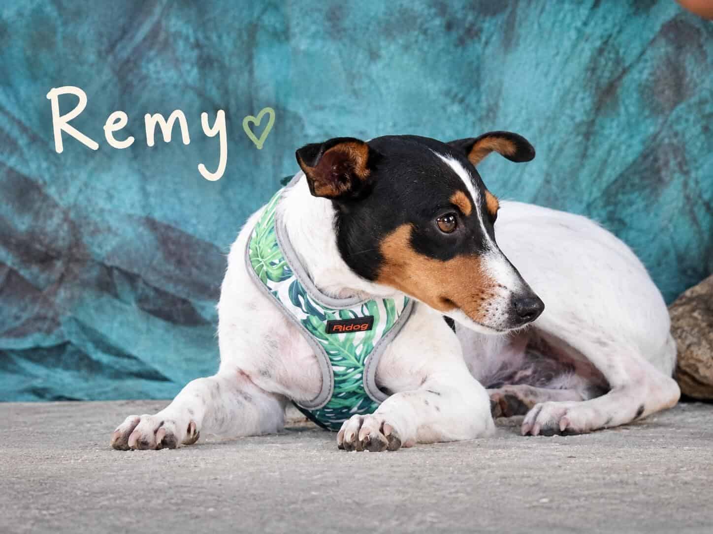 Remy hat noch nicht viel erlebt im Leben